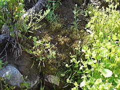 bryophyt